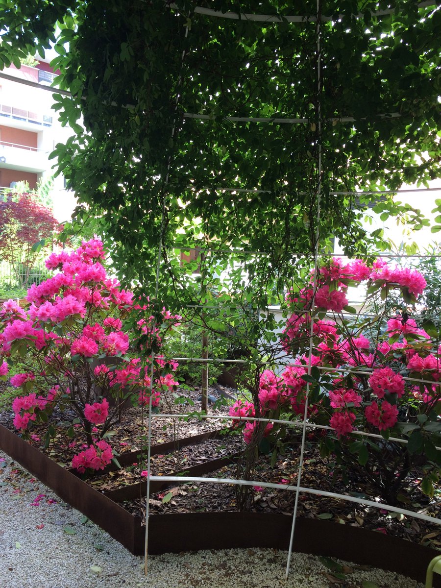 SenToulouse Le #jardin  des #Senioriales de #Toulouse, ressource les résidents par ces parfums et #fleurs magnifiques.