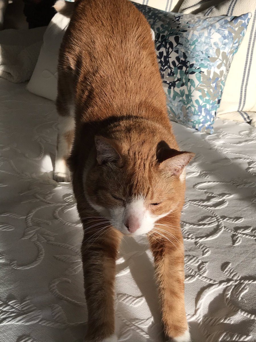 JackDCat's tweet photo. Rise &amp; shine! Big stretch. 🐈
#CatsOfTwitter #thursdaymorning https://t.co/DQ6MSTCEn3