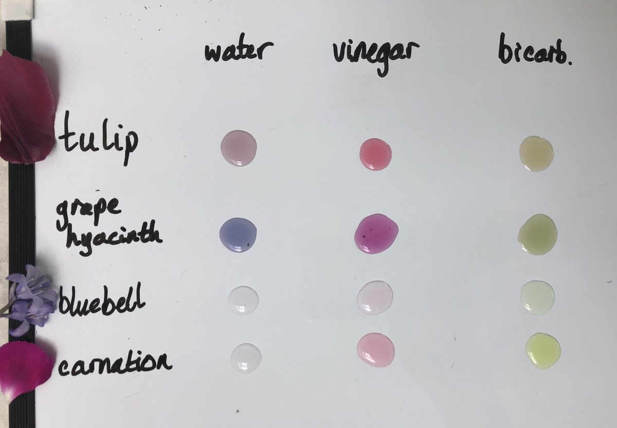 Outdoor learning day today (p5). Lovely opportunity for some #GardenIndicator making and testing. Last of the grape hyacinths used. Tulips worth the wait!
Mini whiteboard extra useful here.