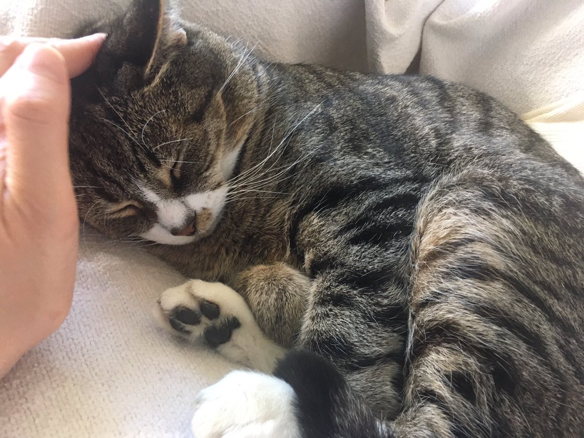 meepimaud's tweet photo. @DameClaraM “Quit touching me! It’s too hot! Can’t I get a moment’s peace, for pity’s sake?” He hasn’t purred when we stroke him for two days. Fed. Up. https://t.co/sHuXJZozPM