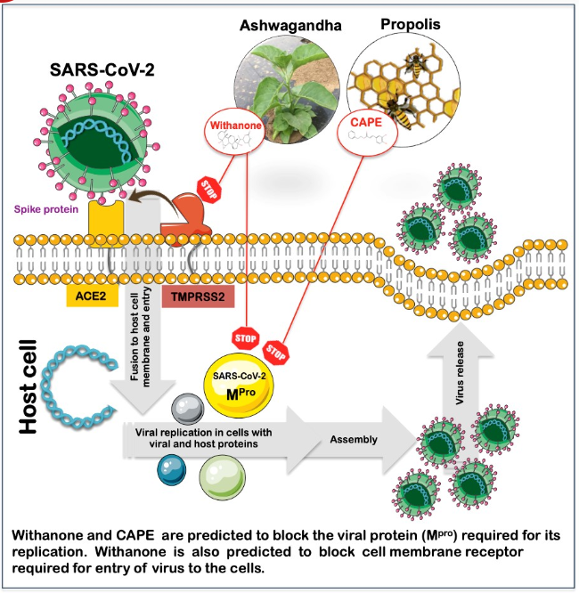 sammodacharya's tweet photo. #Ashvagandha (#Ashwagandha) contains important molecule known as #withanone which can act against the #SARSCoV2 causing #COVID19 in the molecular level studies. So it has a great potential to be used as antiviral medicien too besides enhancing non specific immunity as a Rasayana. https://t.co/7DIczfrFPw