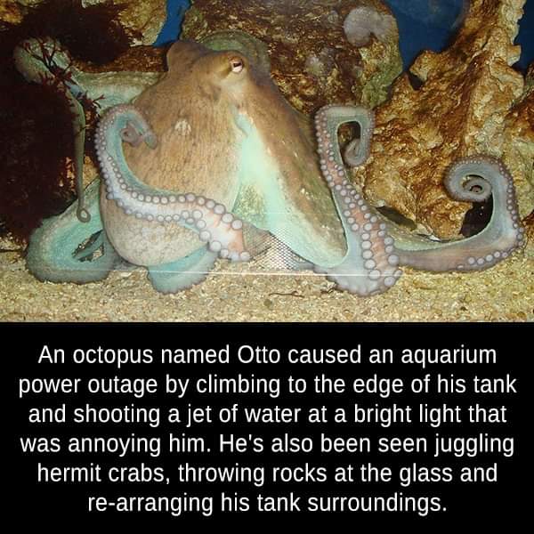 I wrote a #poem about a different octopus, not Otto but Inky. medium.com/the-junction/o… #amwriting #poetry #writingcommunity