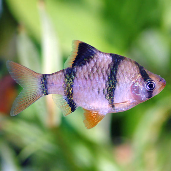 OmegaSeaLLC's tweet photo. The Tiger Barb fish is a playful and lively fish, doing well within schools of fish rather than on their own. These fish require a variety of foods, feed them our Veggie Kelp Flakes and Frozen Bloodworms to keep their diet balanced.
#omegasea #tigerbarb #fishfeature https://t.co/XTOzIgV11D