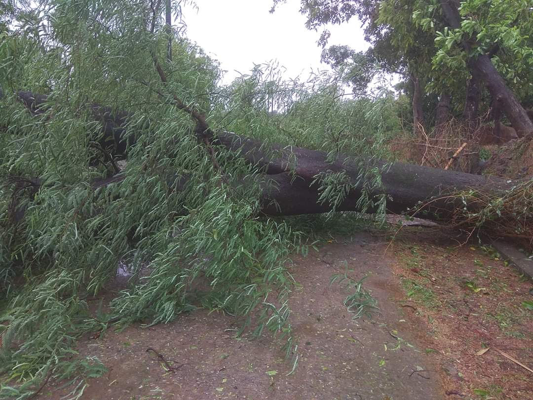 yourchitta's tweet photo. This is the picture of post Amphan cyclone at Barikasahi, NADIGAN G.P, Soro Block. Villagers are unable to move outside the village due to blockage of road.
@DBalasore ,@SRC_Odisha Plz take immediate steps. https://t.co/pixJZ6vE7M