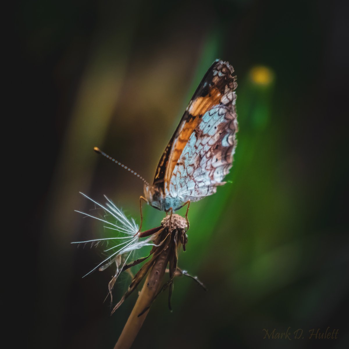 GAWEBDEV's tweet photo. A few of my butterfly shots. 😁 📷#naturephotography #macrophotography #macro #shotoftheday #insects #insectphotography #photooftheday  #butterfly #butterflyphotography #onedayatatime https://t.co/CkNztkrdv8