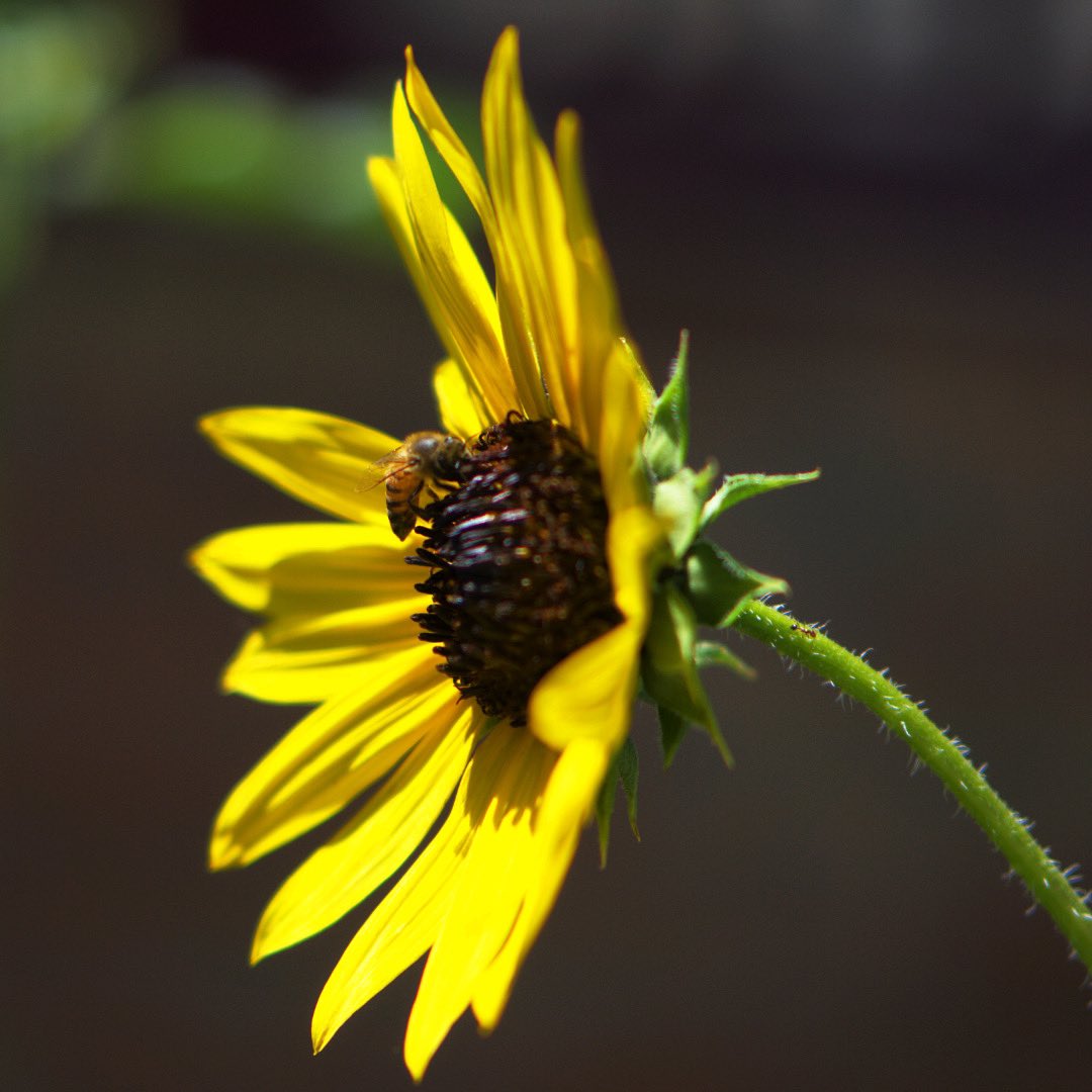 BDray's tweet photo. “One can no more approach people without love than one can approach bees without care. Such is the quality of bees” — Leo Tolstoy
*
Sony a6000, Sony50mm at f1.8, 1/2500, ISO100 https://t.co/S8M6XvJUFO