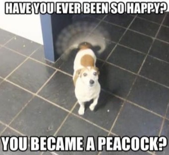 Have you ever been this happy? 

#petmemes #petmeme #petmemed #pettymemes #petmemesofinstagram #petmemesdaily #cutepets #cutepetsofinstagram #cutepetsclub #cutepetshots #cutepetsa #cutepetsig #cutepetsposts