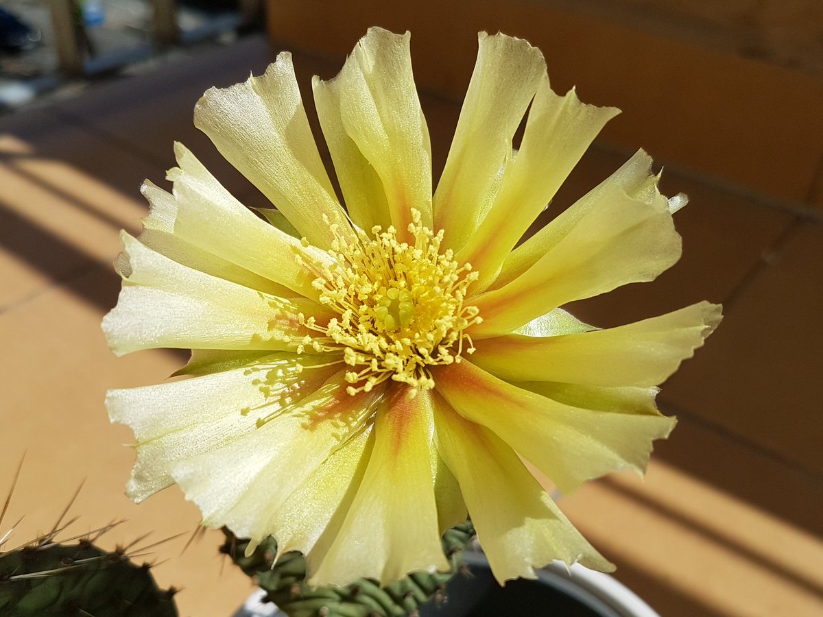 DawidRajwa's tweet photo. #Opuncja #Komanczów (Opuntia phaeacanta var. Camanchica) - tak niespodziewanie nam zakwitła 🙂 https://t.co/RFz0tGJIeO