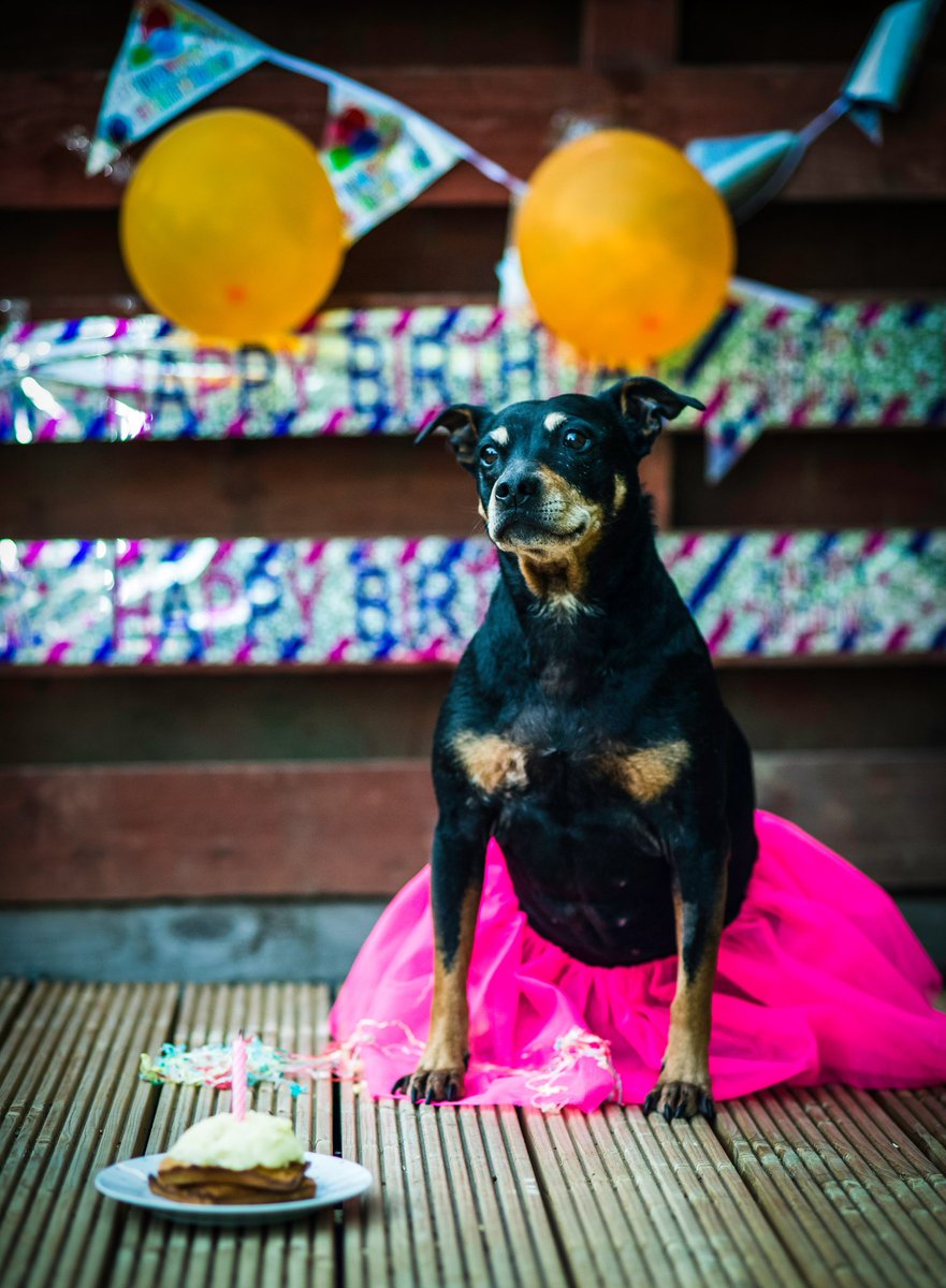 DogsEdinburgh's tweet photo. #ThrowbackThursday to celebrating my dog's 10th #birthday last year! 🎉🎊🎂
#dog #puppy #pup #cute #pet #ilovemydog #dogoftheday #lovedogs #lovepuppies #doglover #dogsoftwitter #dogsofedinburgh #thisisedinburgh #Edinburgh #itsallaboutthedogs https://t.co/Rifsqgbjb0