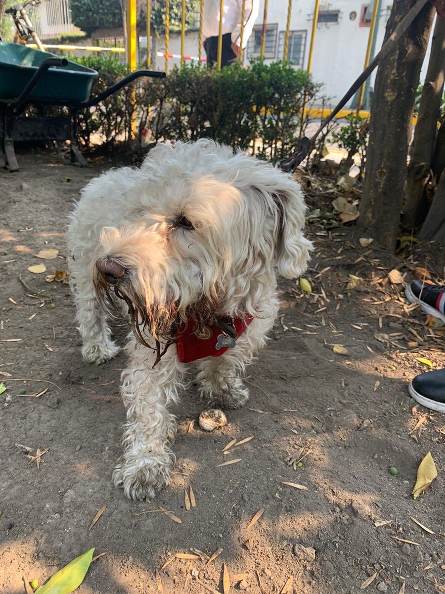 monisofy's tweet photo. Amig@s !!! Por fa su súper ayuda , me encontré a este perrito sobre periférico a la altura de la garcia lopez y los hospitales , trae correa y pechera seguro a a alguien se le rompió y el corrió les dejo fotos por fa https://t.co/zG1w1jw6Pf