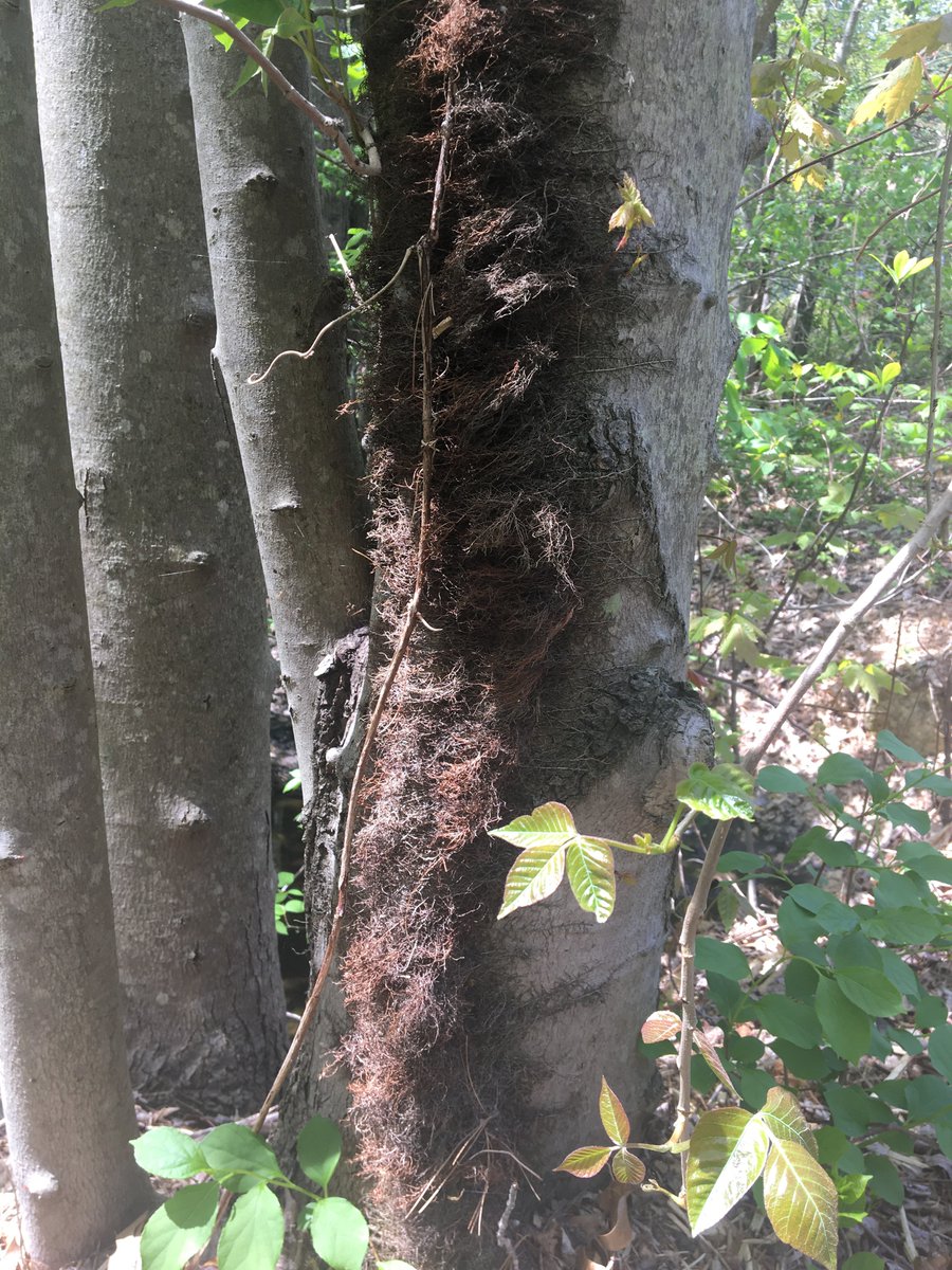 NepRWA's tweet photo. Hey all - be on the lookout for POISON IVY around yards, trails &amp; waterways. Don't touch leaves OR vines. 

If you come in contact with ANY part of the plant, wash w soap &amp; lukewarm water asap to remove the urushiol &amp; avoid a rash. @NepGreenway @GreaterBostonTU @MassDFG @MassDCR https://t.co/gvpwXLdI3I