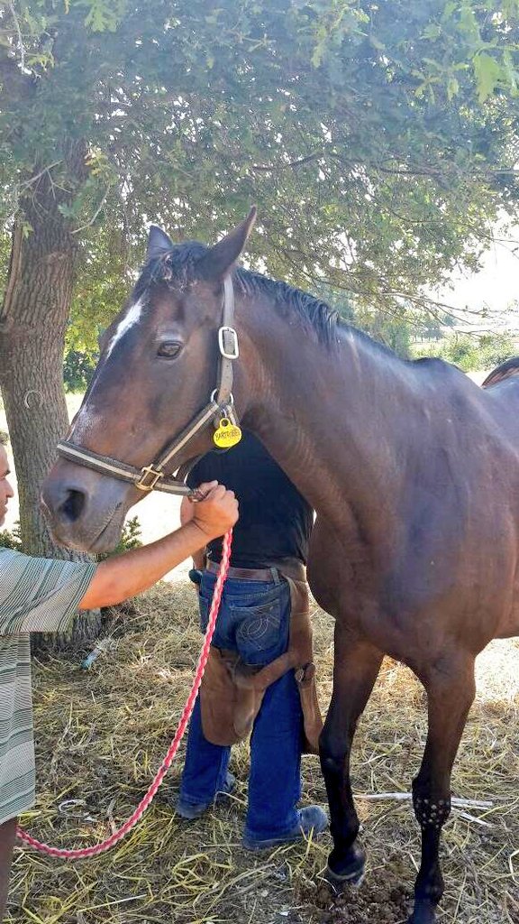 fatyhvarkal's tweet photo. #TBT
Bir Gazi Şampiyonu #Bartrobel 🐴 https://t.co/fsUY68HJFj