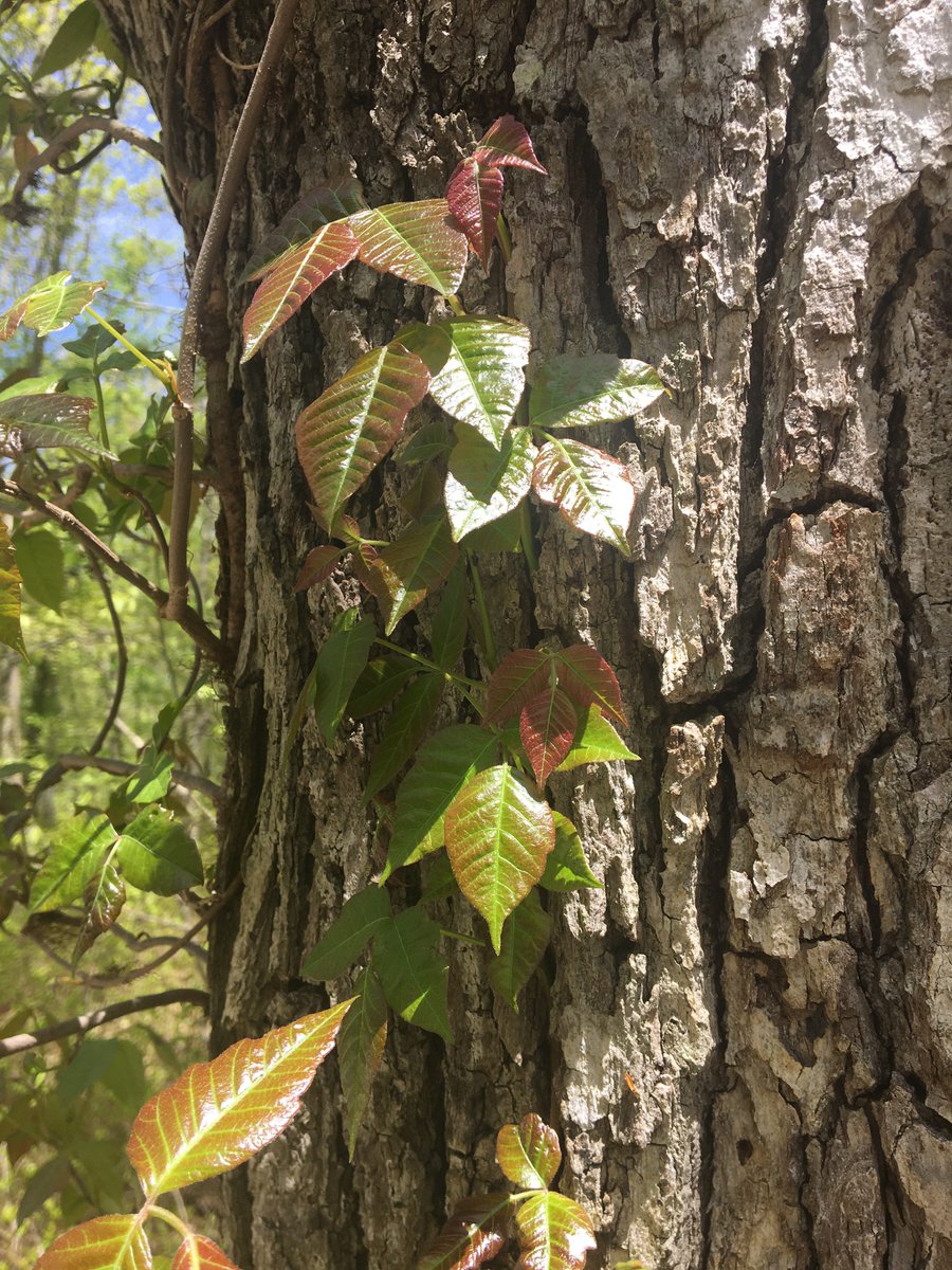 Hey all - be on the lookout for POISON IVY around yards, trails &amp; waterways. Don't touch leaves OR vines. 

If you come in contact with ANY part of the plant, wash w soap &amp; lukewarm water asap to remove the urushiol &amp; avoid a rash. <a href="/NepGreenway/">Neponset River Greenway Council</a> <a href="/GreaterBostonTU/">Greater Boston Trout Unlimited</a> <a href="/MassDFG/">Massachusetts Dept. of Fish & Game</a> <a href="/MassDCR/">MassDCR</a>
