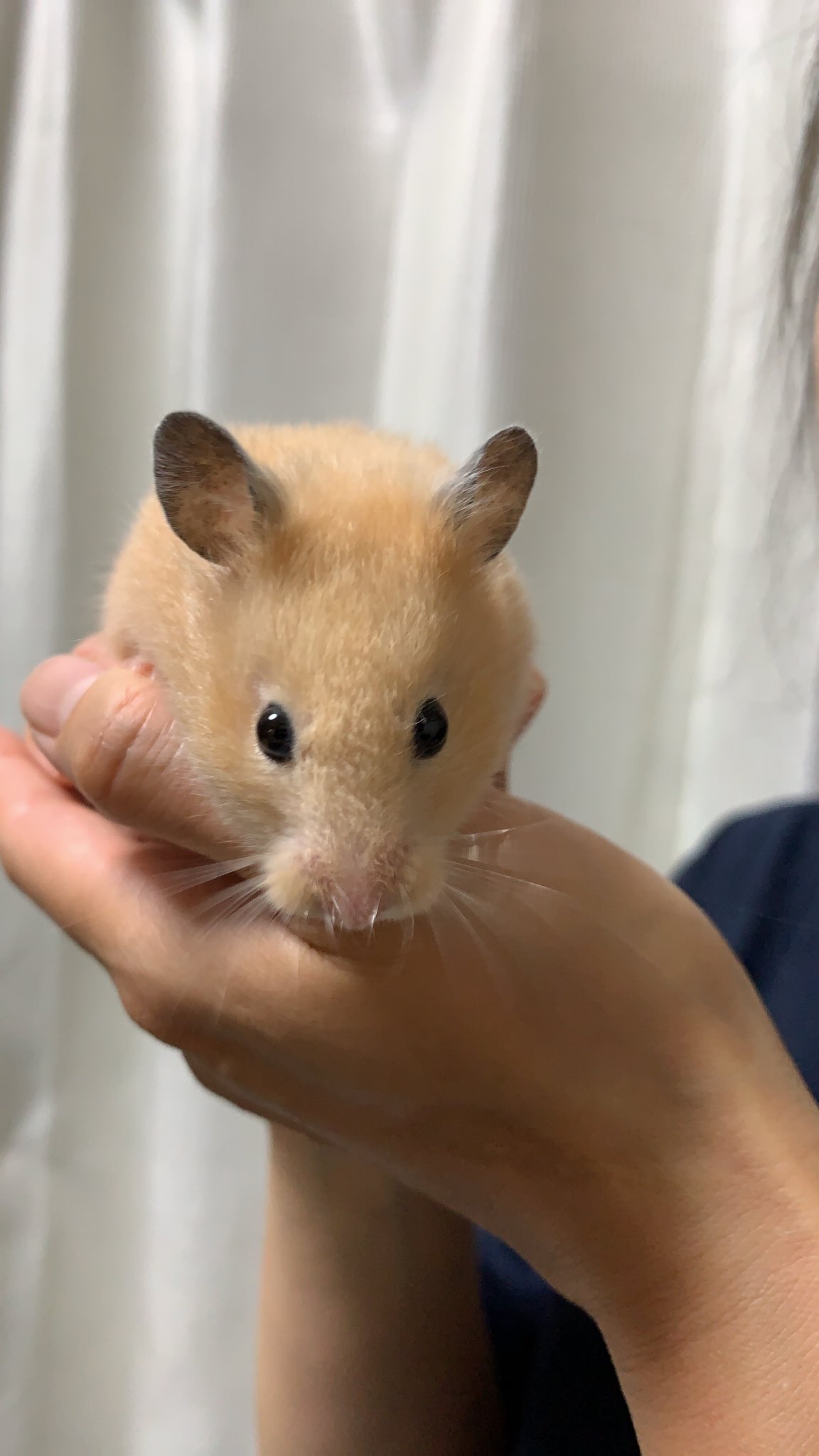 Msk On Twitter ウィッス スイポテ Https T Co Khr3mvxgyg Twitter