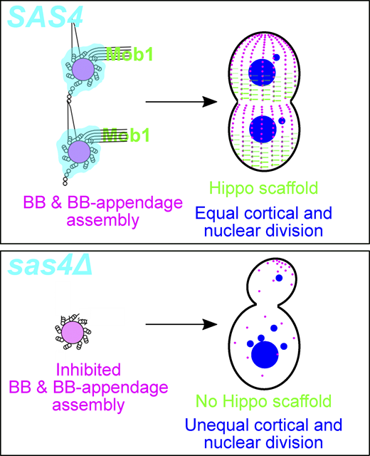 Journal of Cell Biology (@jcellbiol) on Twitter photo Sas4 is a conserved #cilia basal body assembly protein. <a href="/d_ruehle/">Marisa D Ruehle</a> et al. <a href="/CUAnschutz/">CU Anschutz Medical Campus</a> describe a Sas4-dependent link between basal bodies and the control of #CellDivision by #Hippo #signaling molecules bit.ly/2TmtLNS #Tetrahymena Sas4 is a conserved #cilia basal body assembly protein. <a href="/d_ruehle/">Marisa D Ruehle</a> et al. <a href="/CUAnschutz/">CU Anschutz Medical Campus</a> describe a Sas4-dependent link between basal bodies and the control of #CellDivision by #Hippo #signaling molecules bit.ly/2TmtLNS #Tetrahymena
