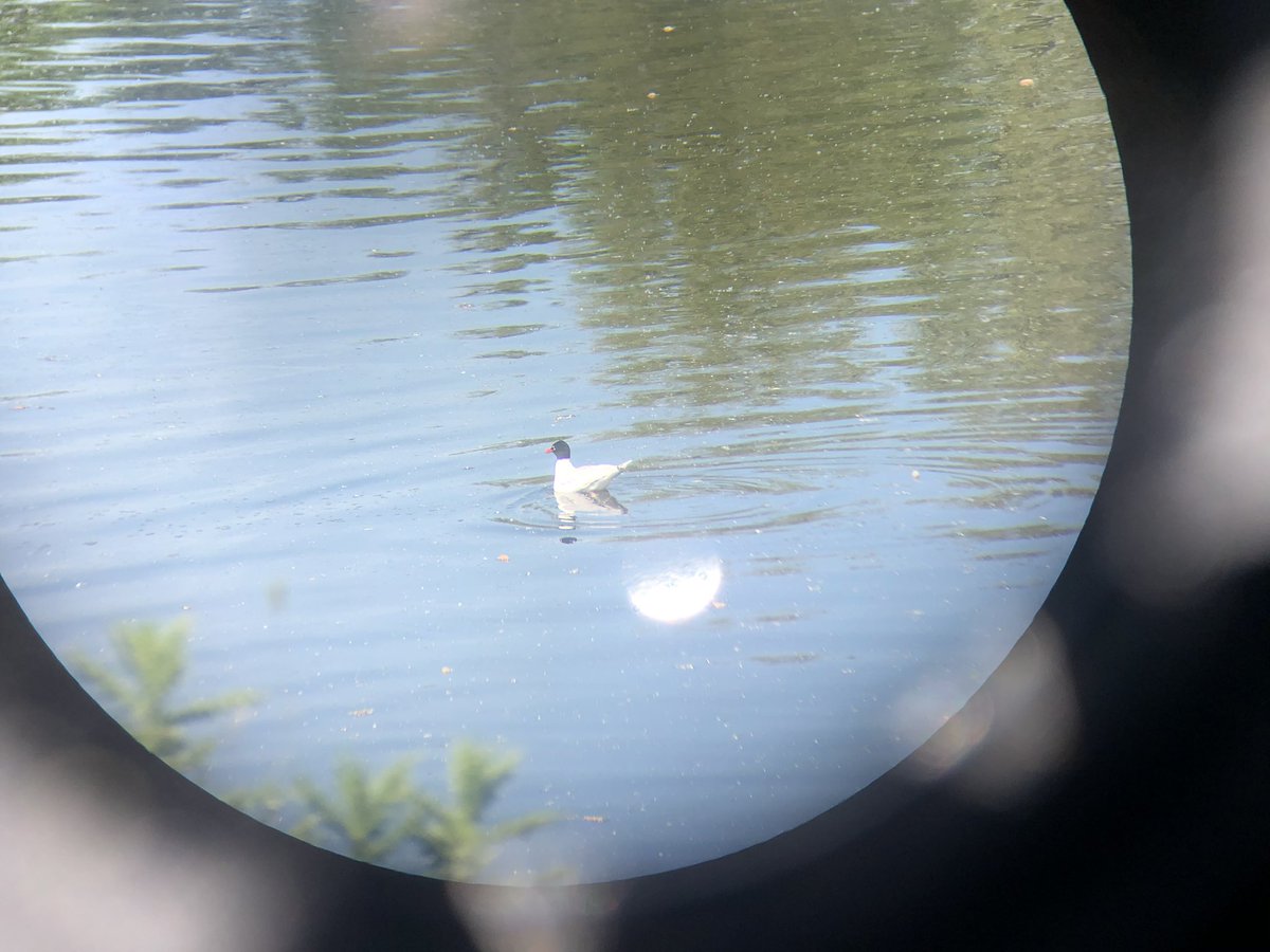 Med gull on the river between Grimley and wagon pits. Sorry for pants photo taken through binos. @GrimleyBirding @WorcsBirding