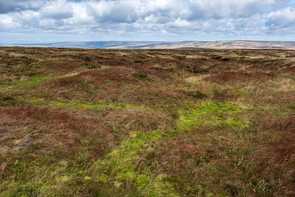 In 2017  @moorsforfuture also reintroduced Sphagnum moss (the bog builder) to one of our sites (Nogson, if you wanted to know). It’s spreading rapidly and we already have Sphagnum carpet in places. Fantastic! 16/25
