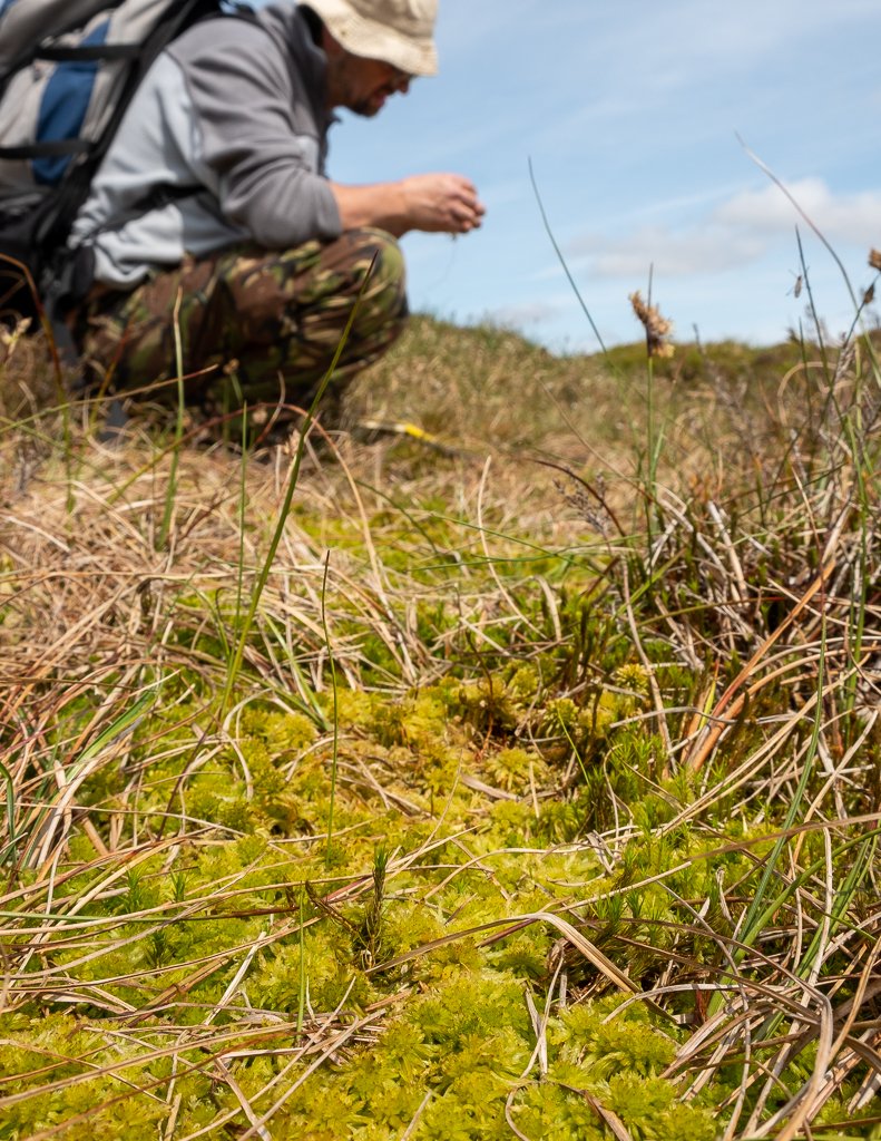 In 2017  @moorsforfuture also reintroduced Sphagnum moss (the bog builder) to one of our sites (Nogson, if you wanted to know). It’s spreading rapidly and we already have Sphagnum carpet in places. Fantastic! 16/25