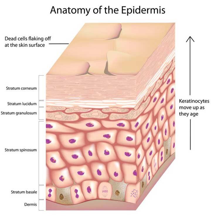 Kenapa perlu exfoliate? Lapisan paling luar kulit kita (stratum corneum) terdiri dari sel2 kulit yg dh mati. Ini akan nmpk sebagai kulit kusam, kedutan di kulit. Jadi kita perlu “exfoliate” supaya bersih, cegah pori tersumbat, krgkan pigmentasi dan penghasilan minyak