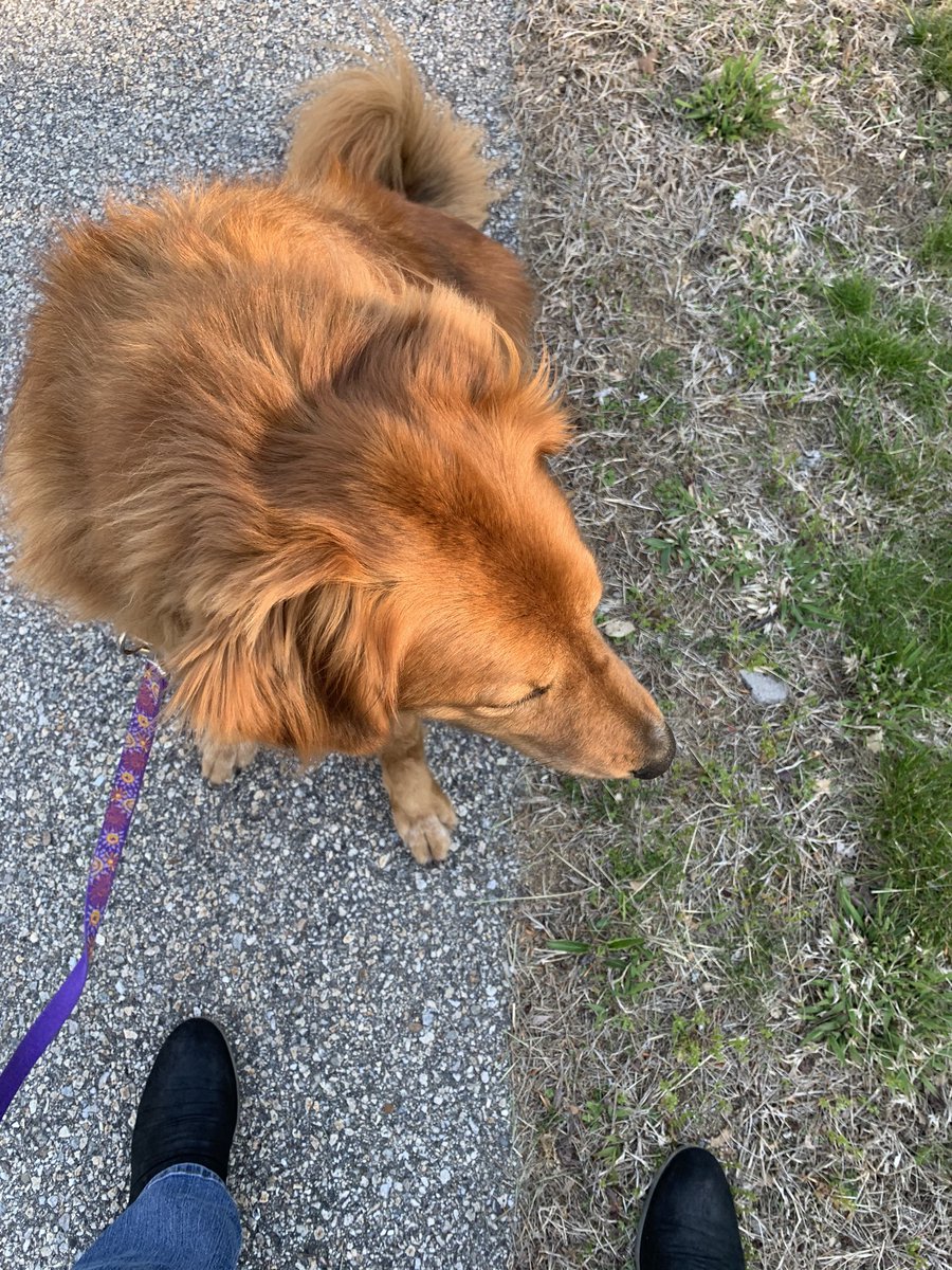 mlistHDHS's tweet photo. Beautiful one mile walk around my neighborhood yesterday with my pup!!#SAU34Staffwellness #silverlining https://t.co/BCLiQSbSfV