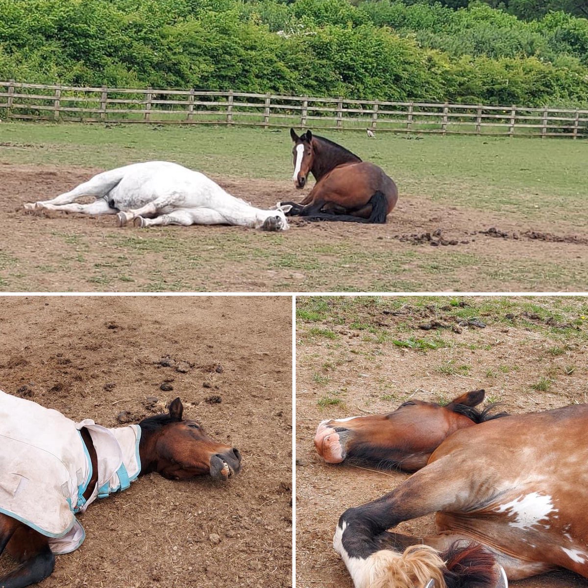 Coloured Cob Equestrian Centre tweet media