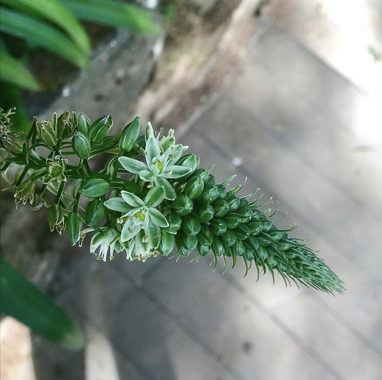 flor_enthus's tweet photo. Pregnant Onion (Albuca bracteata)
Gets its common name from the peculiar bulbs it produces that resemble an onion with bumps. 
#Throwbackflowers https://t.co/QwIKYiWmau
