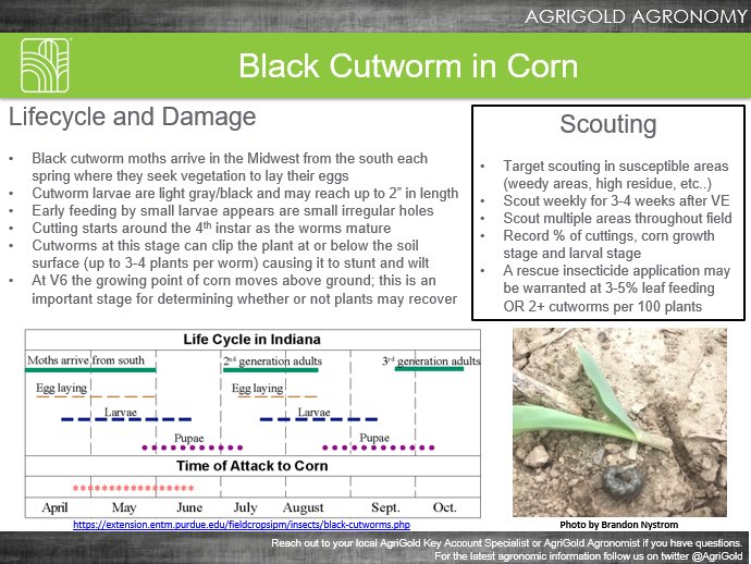 It’s that time of the year again...cutworms are out and about. Here’s a little insight and a few tips for scouting