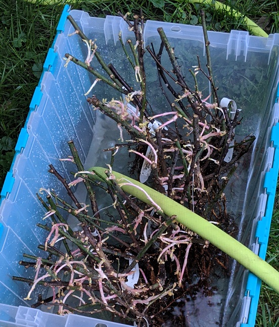 JoshHaines's tweet photo. #gardeninghelp #gardening #roses #GardenersWorld We got roses from #Gurneys that were supposed to be bare root and dormant, but they have all these pink growths which I'm assuming are buds.  Their Customer Service was terrible.  Should I cut the pink before planting or not? https://t.co/zVc3FDF3sG