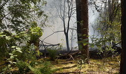 Snelle inzet van brandweer voorkomt erger in Loonse en Drunense Duinen..