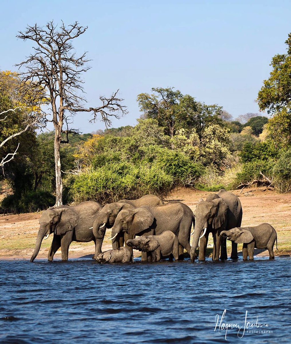 Africa’s #ElephantParadise 🐘

If there's one memory that you'll take away from a #Chobesafari, it's that of elephants 😍

Get our 100% FREE 6-part email course that will walk you through everything you need to know about Chobe👉📧 bit.ly/3cBiukn

Credit: 📸 Magnar