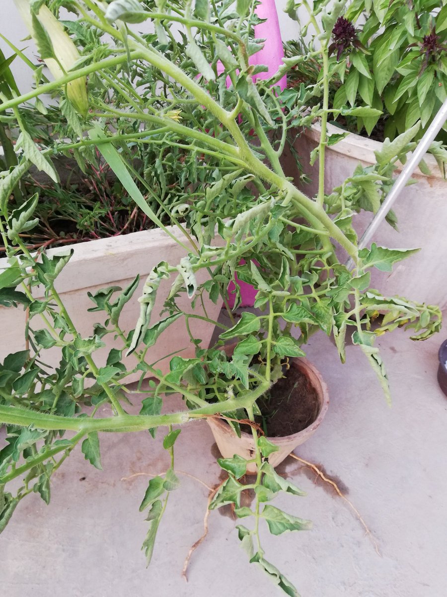 More shopping. Lemon plant. Mint and tomato plant to propagate.