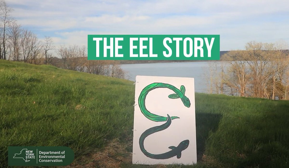 Did you know that American eels have an amazing life story? Listen to Chris Bowser from the NYC DEC tell you all about it in his creative and fun illustrated story!  

youtube.com/watch?v=V0JuJz…

#keeprocklandbeautiful #rocklandcounty #nysdec #eels