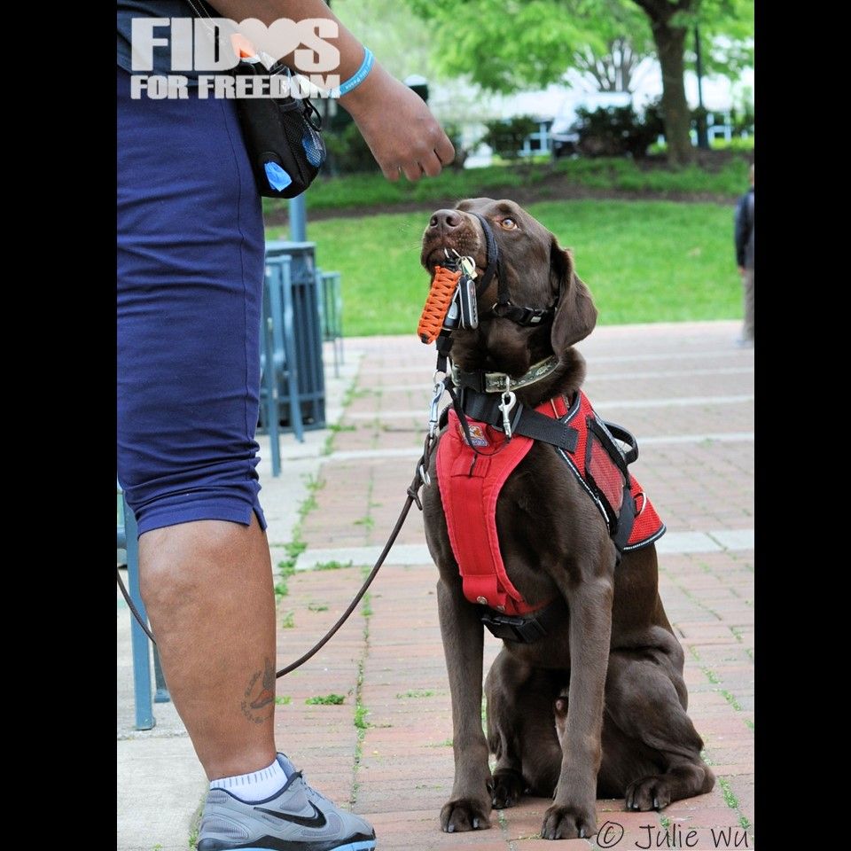 FidosforFreedom's tweet photo. Team Cara and Caesar were out practicing their skills with Trainer, Mary. Our 2020 "Quaran-Teams" are a special and determined group, for sure!
#servicedog Caesar #servicedogteam #skills #greatday #labradorretriever https://t.co/PQJmzGxc2S