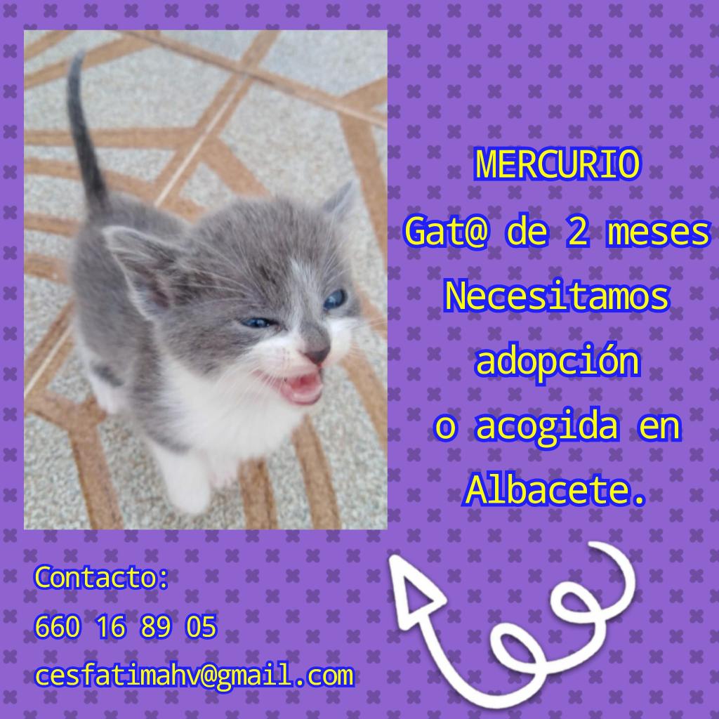 Q monería....
<a href="/J_Sanchez_Serna/">Javier Sánchez Serna</a> <a href="/colonia_edu/">La Colonia de Edu</a> @EquipoBastet <a href="/Lorylagatuna/">Lori Lagatta😺 🐾🌻🌺🌹🍄❤️💛💜</a> @jeroinom @gatitosruzafa <a href="/Lauraverto/">Laura</a> <a href="/VeterZeneta/">Veterinario Zeneta</a> <a href="/7vidasgatunas/">Siete Vidas Gatunas</a> @blancaagullo <a href="/jacamp98/">🕸Merce Palao Ganga</a> @paticasb @BigoteDeGat @gatosabandona2 <a href="/colonias_murcia/">Colonias De Murcia</a> @estudioacademia <a href="/Gatitosapuros/">🐱 GATITOS EN APUROS 🐱</a> <a href="/mafaldashine/">Mafaldashine</a>