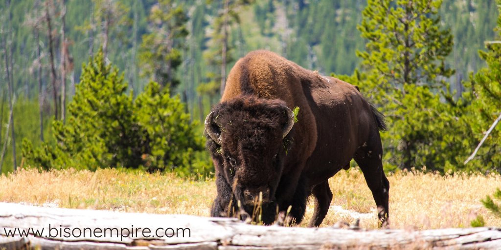 BisonEmpire's tweet photo. 🐃 While bison have poor eyesight, they have excellent senses of smell and hearing.

Shop Bison Empire for fabulous Bison Apparel and more... right here - https://t.co/yneF3ZFujv 

#bisonempire #bisonlife #bison #ranchlife https://t.co/N4uZNq2oS1