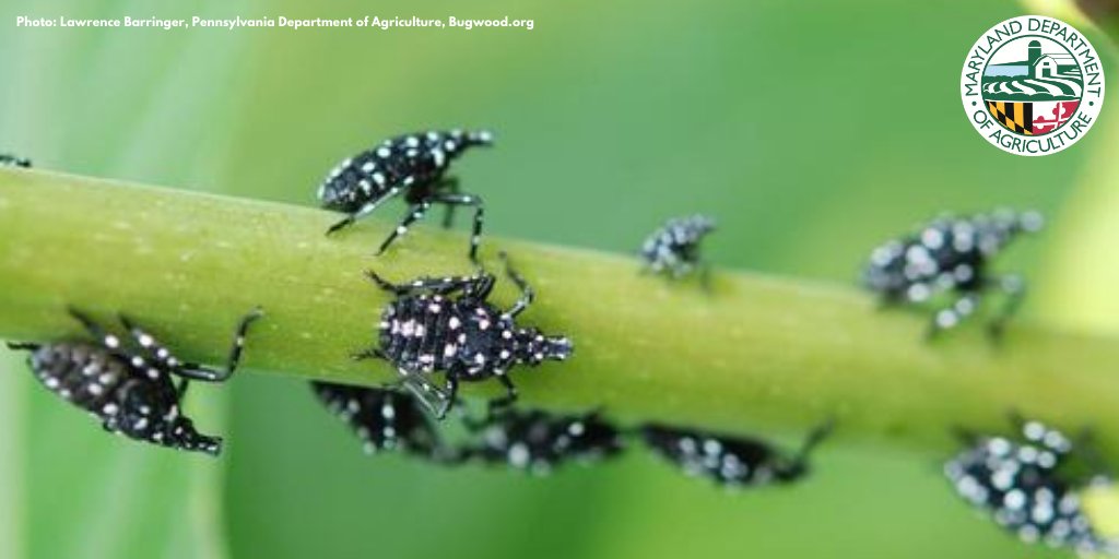 MdAgDept's tweet photo. Md Ag News: Department Confirms First Spotted Lanternfly Hatch of 2020 — Marylanders Encouraged to Keep a Lookout for Invasive Pest👀

More info. in our press release: https://t.co/E6mWHVT20b https://t.co/BNRXZ9zSd1