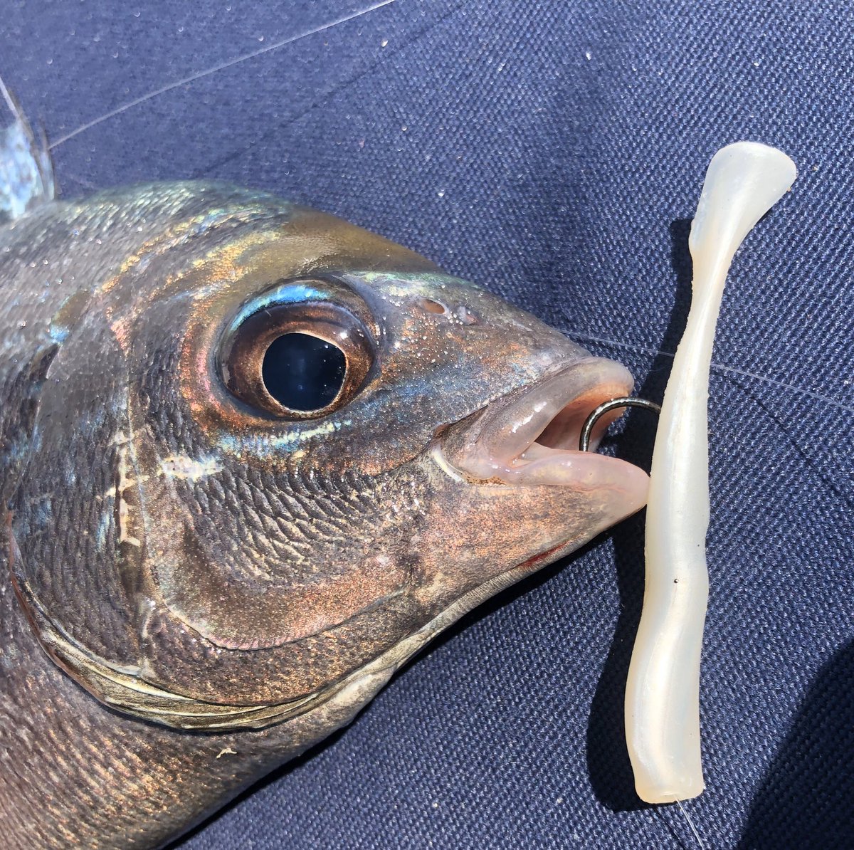 LangstoneAngler's tweet photo. Long before we got sidetracked by Perch, Bass and a host of other species @adamkirbyuk and I wanted to unlock the Black Bream potential. I think we’ve achieved it. To catch them by design on lures in the UK from the boat. #levelup #lurefishing #fishing https://t.co/P0UdP1r2sP