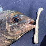 Photo by Dan Sissons (@LangstoneAngler)