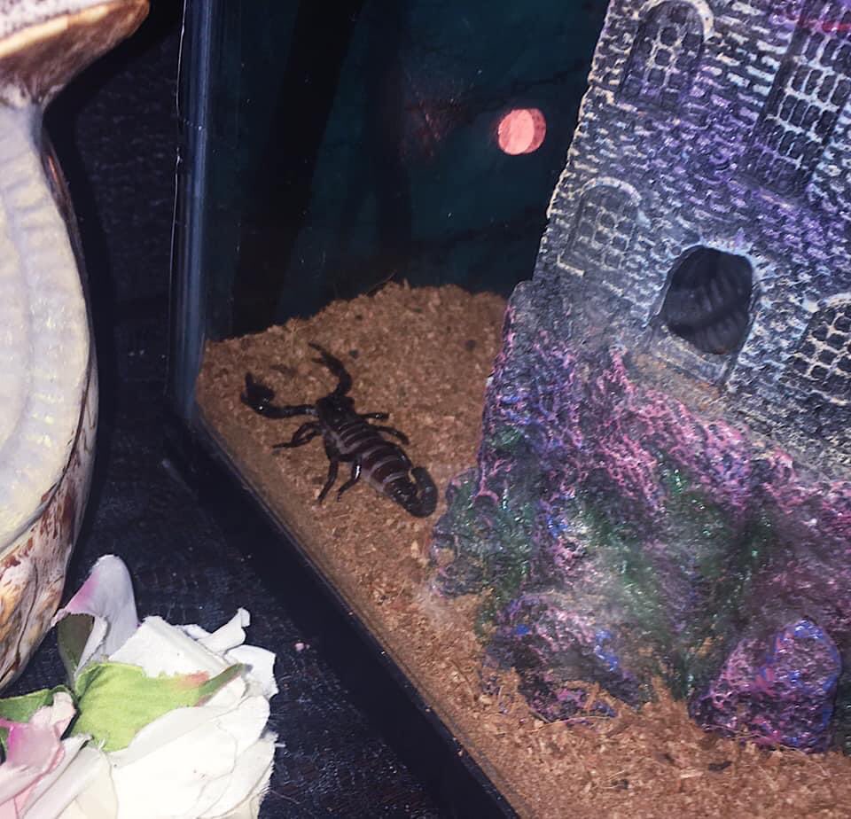 TinyAphrodit3's tweet image. I got my first baby emperor scorpion, I named him Erebos 🦂🖤 #scorpion #emperorscorpion #exoticpets #gothic #petscorpion