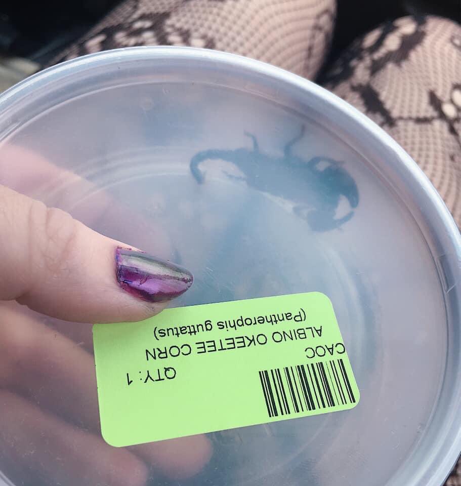 TinyAphrodit3's tweet image. I got my first baby emperor scorpion, I named him Erebos 🦂🖤 #scorpion #emperorscorpion #exoticpets #gothic #petscorpion