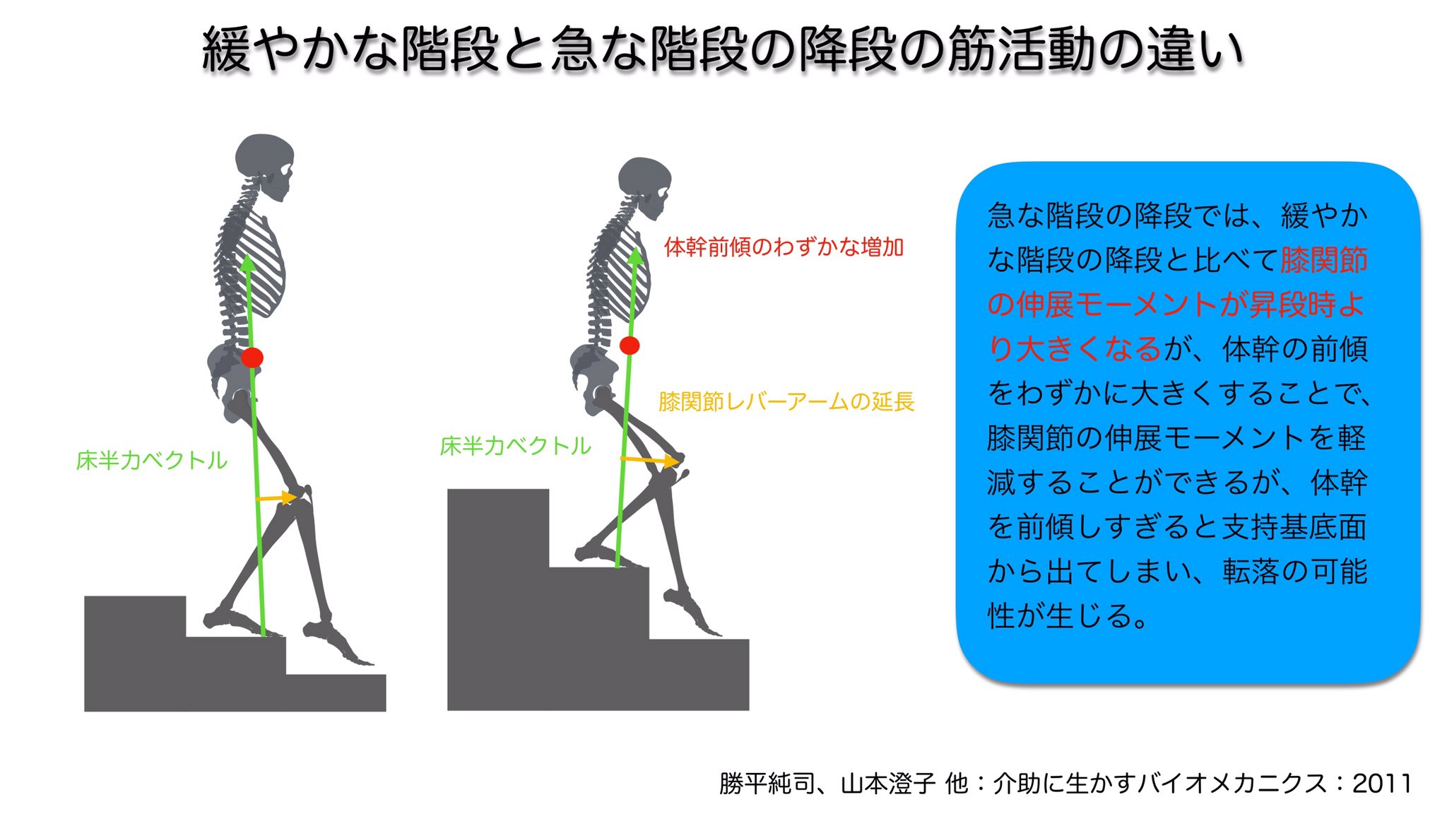 むっくん 臨床のコツをカタチに 階段昇降シリーズ 緩やかな階段と急な階段の降段の筋活動の違い 急な階段の降段では 緩やかな 階段の降段と比べて 膝関節の伸展モーメントが大きくなる ただ 膝関節の伸展モーメントを軽減させようと体幹前傾しすぎる むっくん 臨床のコツをカタチに 階段昇降シリーズ 緩やかな階段と急な階段の降段の筋活動の違い 急な階段の降段では 緩やかな 階段の降段と比べて 膝関節の伸展モーメントが大きくなる ただ 膝関節の伸展モーメントを軽減させようと体幹前傾しすぎる