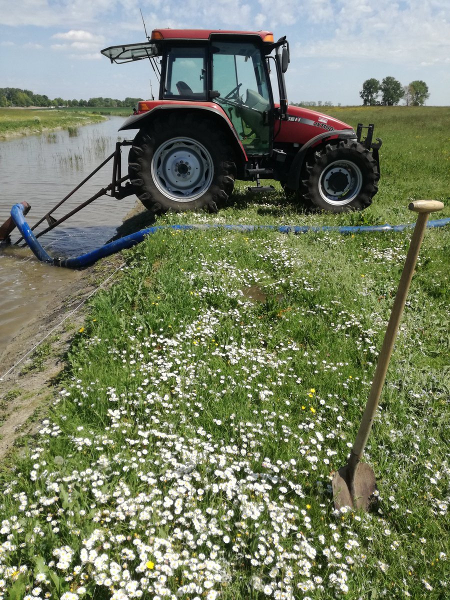 #weidevogels water geven #grutto #tureluur #scholekster en #kievit genieten er van