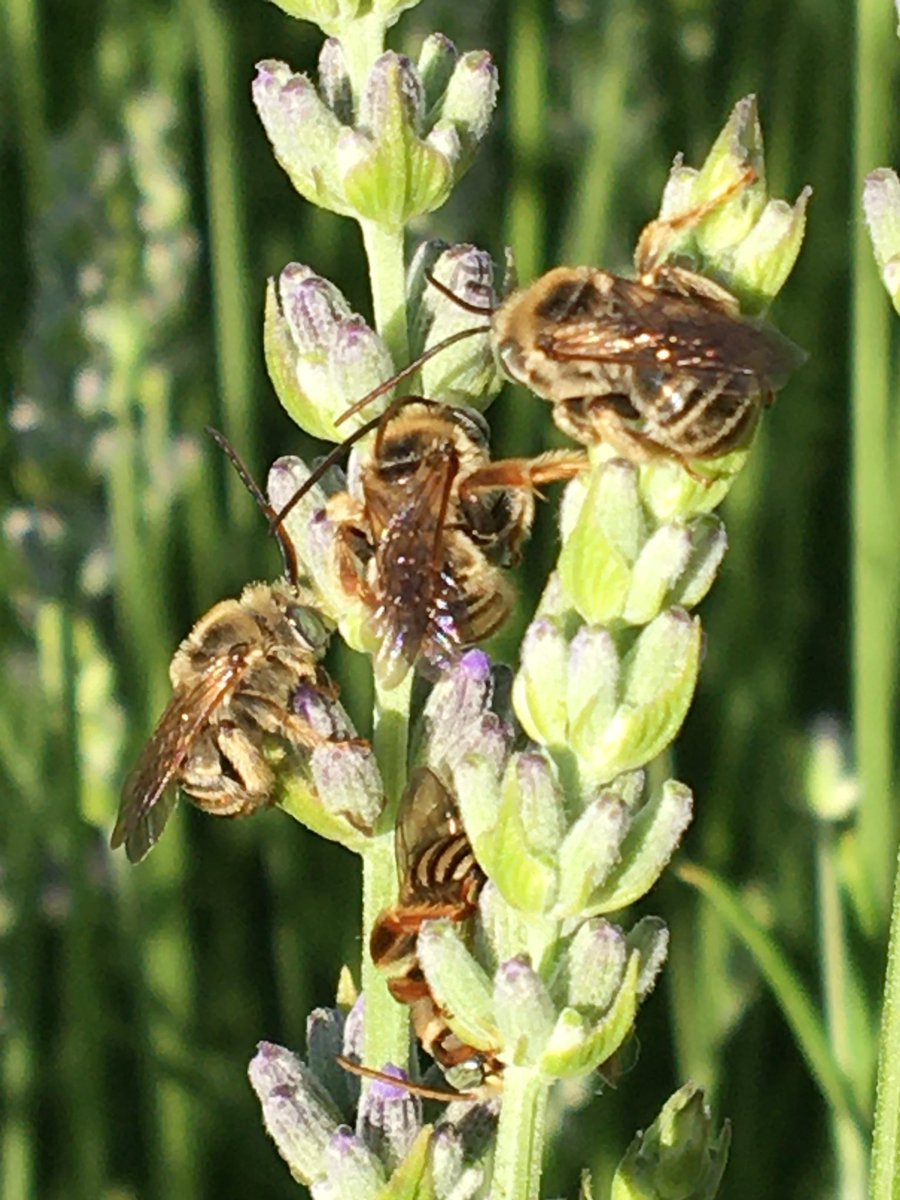 CAFarmersDtr's tweet image. Day 8. #BeeDroneChronicles Fascinating #beebehavior: these #nativepollinators fly off for the day, but return to the EXACT lavender plant (of 4 enormous ones), almost the exact stalks, at the end of the day. Down to 5 #beeguys.