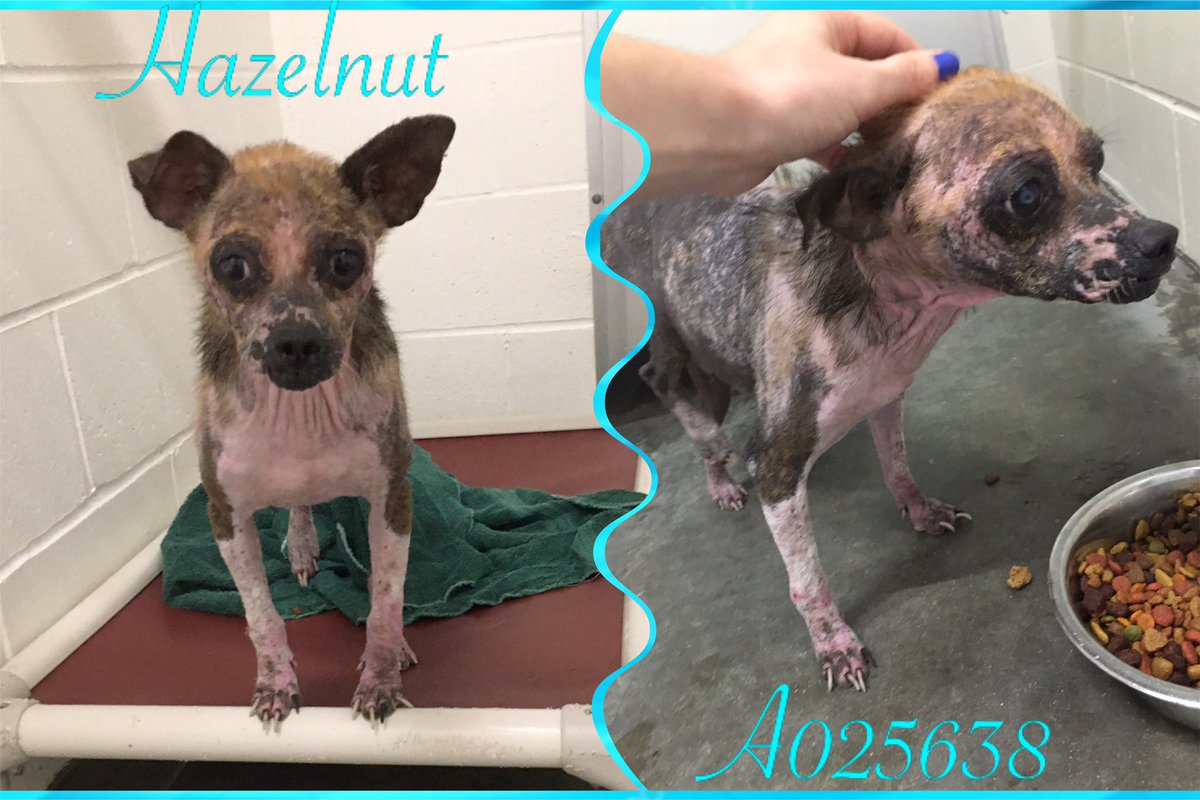 FBCASTX's tweet photo. This little guy is a newcomer to the #shelter. We’ve decided to name him #Hazelnut. He’s about 8yo and searching for a #rescue to pull him and nurse him back to health. 

Though super sweet, this guy is a bit of a #hotmess medically. He is #heartwormpositive, has a corneal https://t.co/naIIl8Cl3t