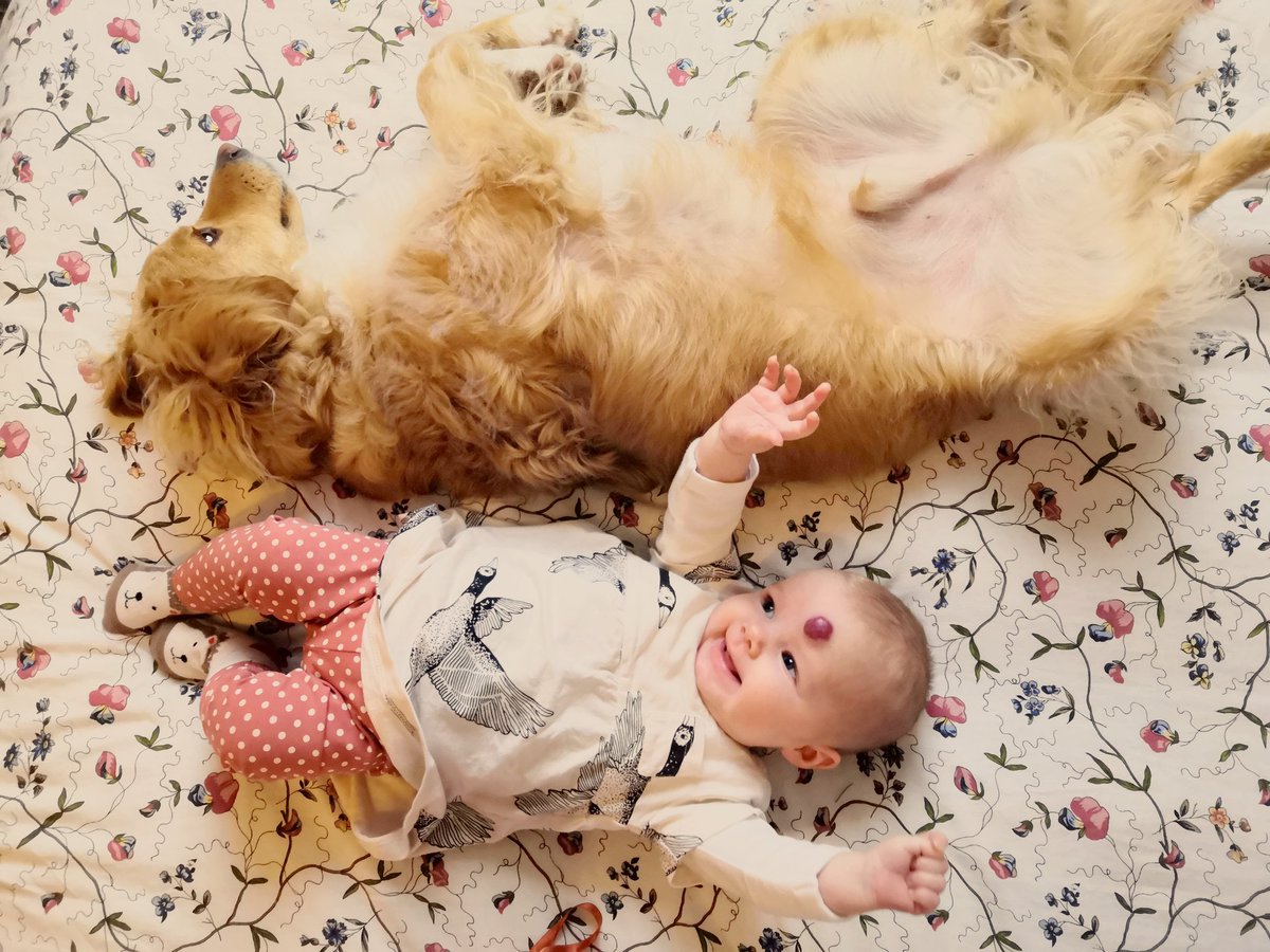 Pack love ❤️ Everybody needs a Cuillin for a pillow 🐕 Thank you to <a href="/_WAHF/">Wild at Heart Foundation</a> for the most fantastic dog! #NationalRescueDogDay