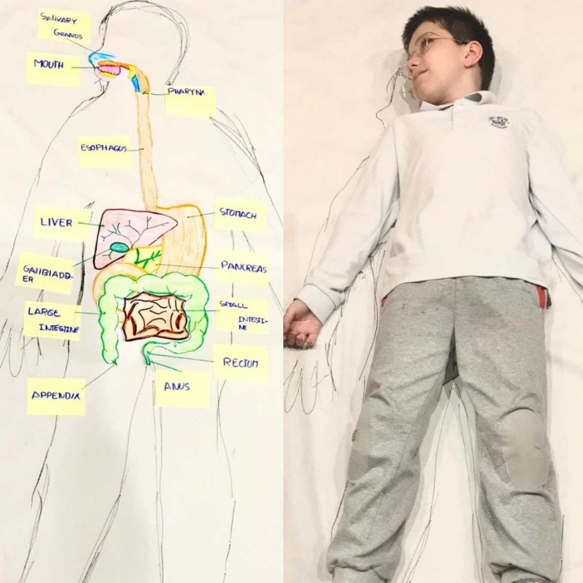 Edelweisschool's tweet photo. Our #4thPrimary students are working very hard, learning how their body functions. In order to understand the digestive system, they have drawn themselves and the organs that help with the digestion of food. #stayathome #elearning https://t.co/t77YzGM2sG