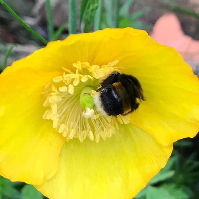 JubileeField's tweet photo. Happy bumble bee enjoying breakfast this morning #bumblebee #savethebees #wildlife

📸 https://t.co/m6dnUVCLSO via https://t.co/S6oPXWuS1I https://t.co/t7NDFO3Sym