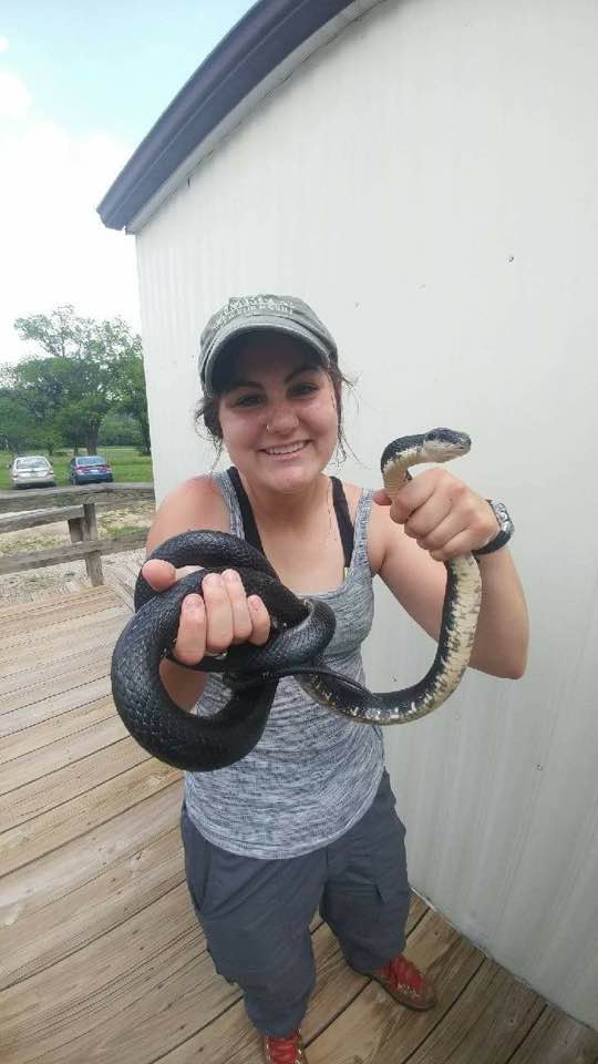 MS Student Emily Field  @phlemilyfield Quantifying historical and current prevalence of  #snake disease and  #immune function