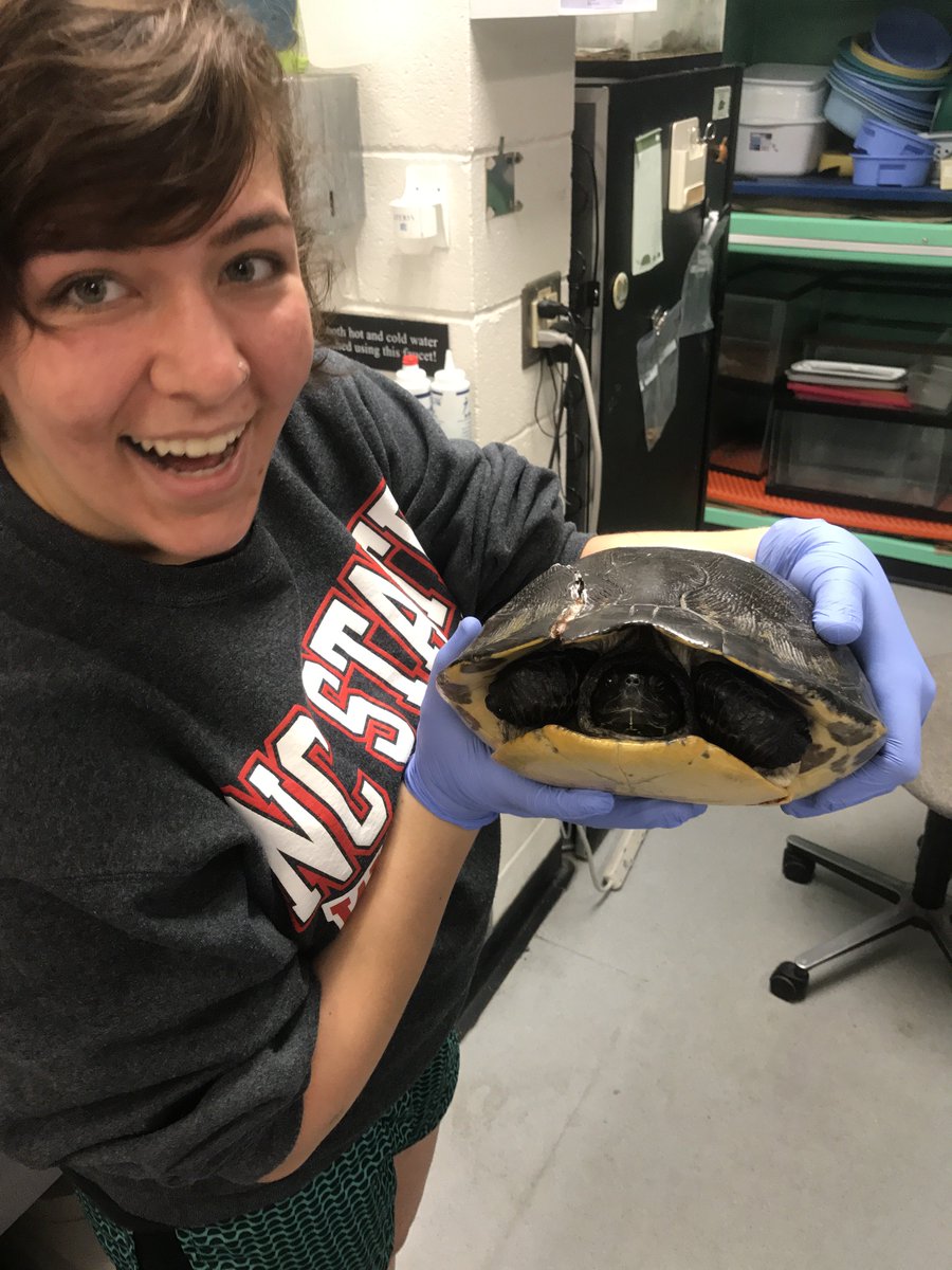 MS Student Alyssa HartzheimExamining immune  #tradeoffs in turtles and working with the  @MemphisZoo to measure  #tortoise  #physiology