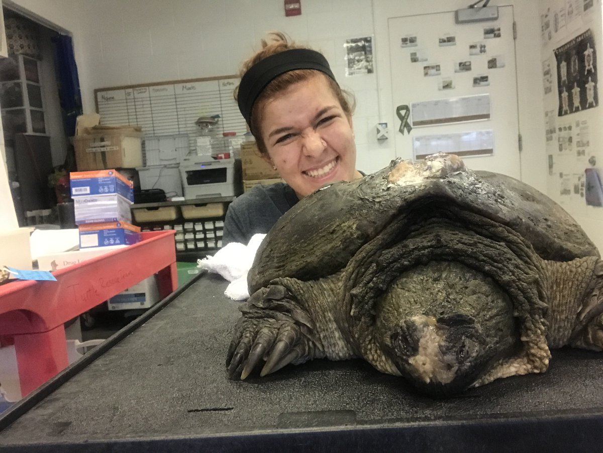 MS Student Alyssa HartzheimExamining immune  #tradeoffs in turtles and working with the  @MemphisZoo to measure  #tortoise  #physiology